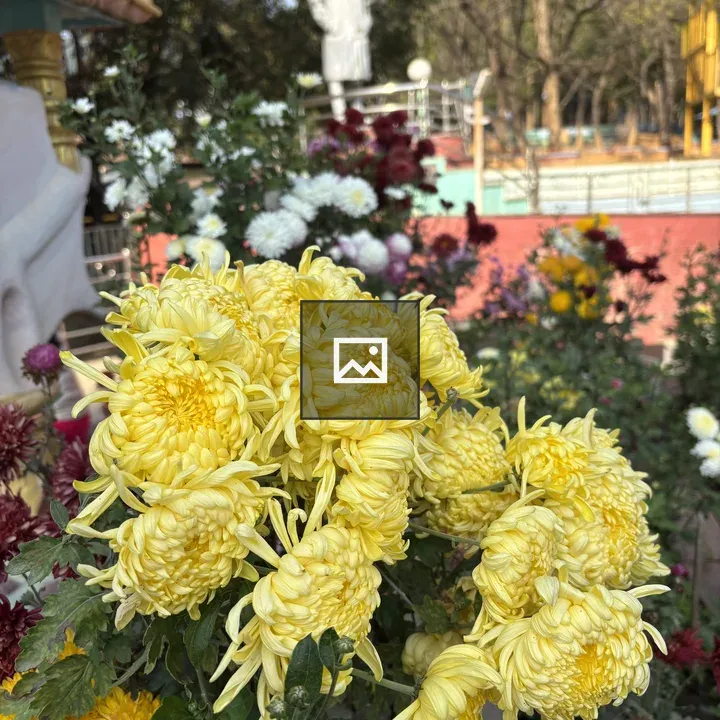Yellow chrysanthemums cluster