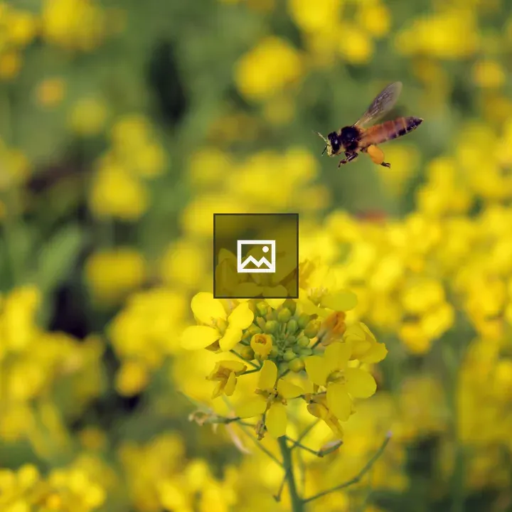 Flying bee on mustard flowers