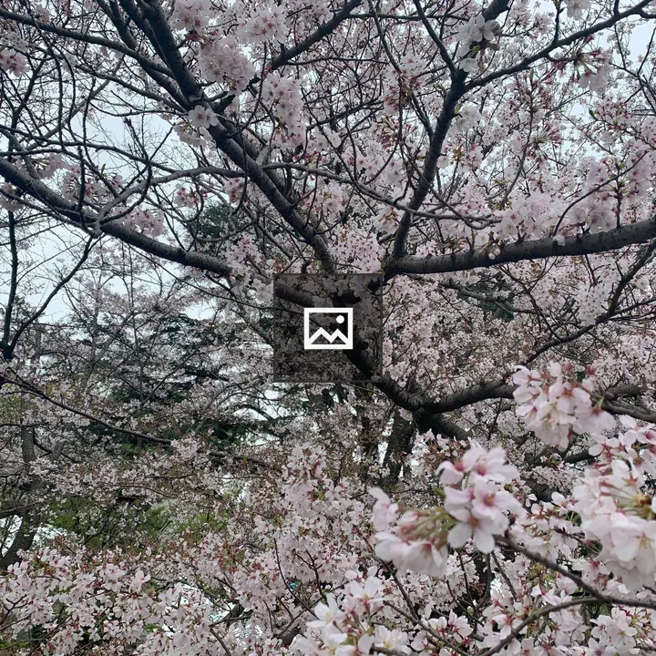 Cherry blossoms in Chiba Park