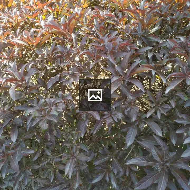 Red and green leaves on a bush