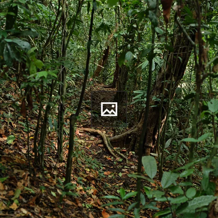 Path Through Green Tropical Foliage