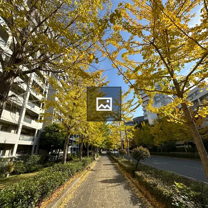 Gingko Tree-Lined Avenue in Kobe