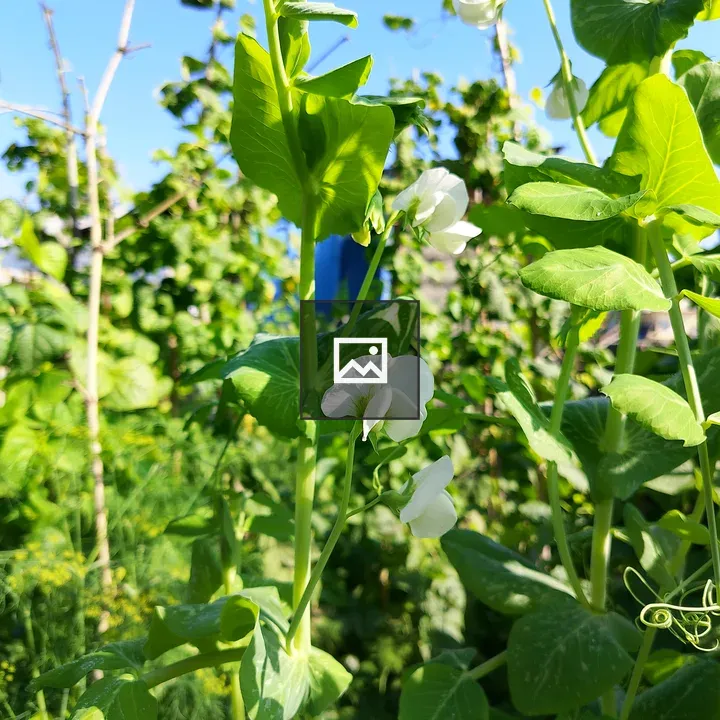 Green pea plants with white flowers