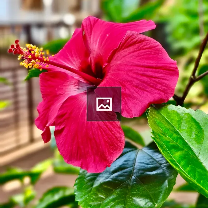 Hibiscus Flower in Red