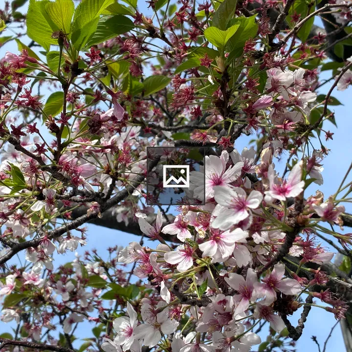 Cherry Blossom Branches in Bloom