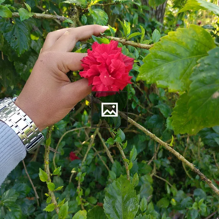 Hand holding vibrant red flower