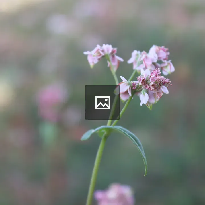 Purple bloom