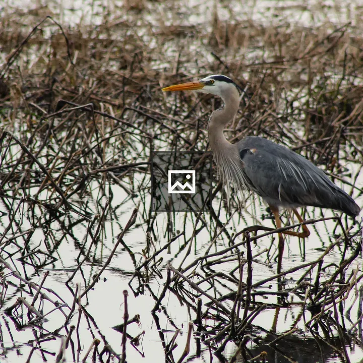 Great Blue Heron in New York