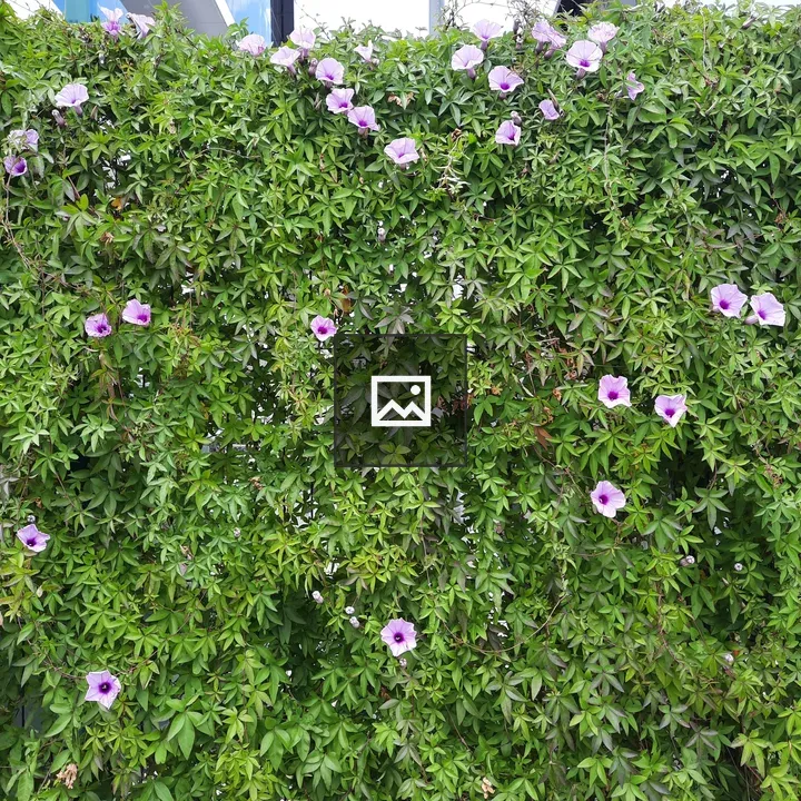 Purple Flower Wall in Green Foliage