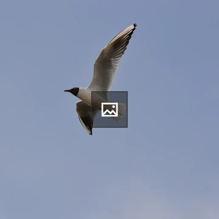 Black and White Bird in Flight