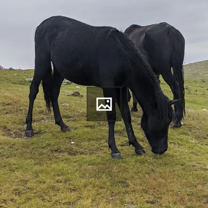 Two Black Horses Grazing