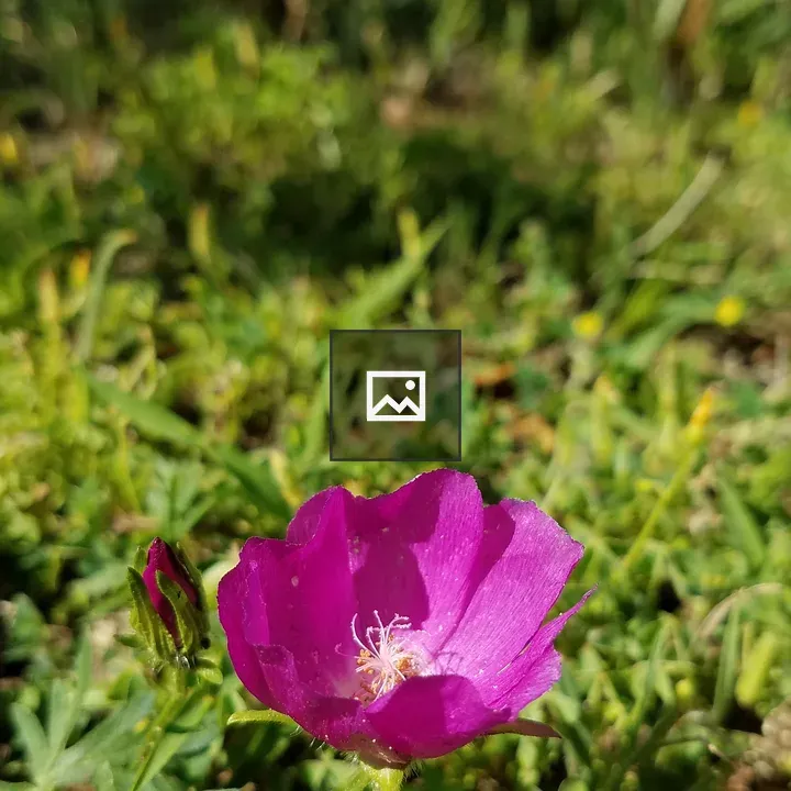 Pink flower and bud