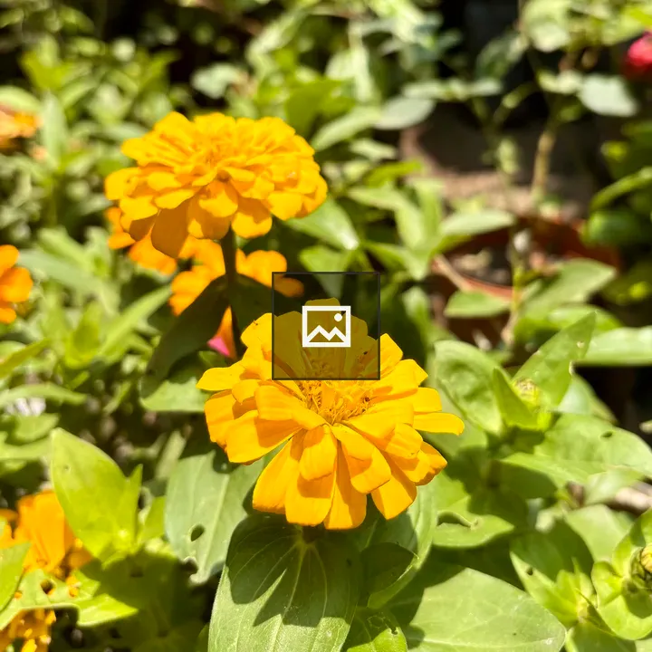 Bright orange flowers in sunlight