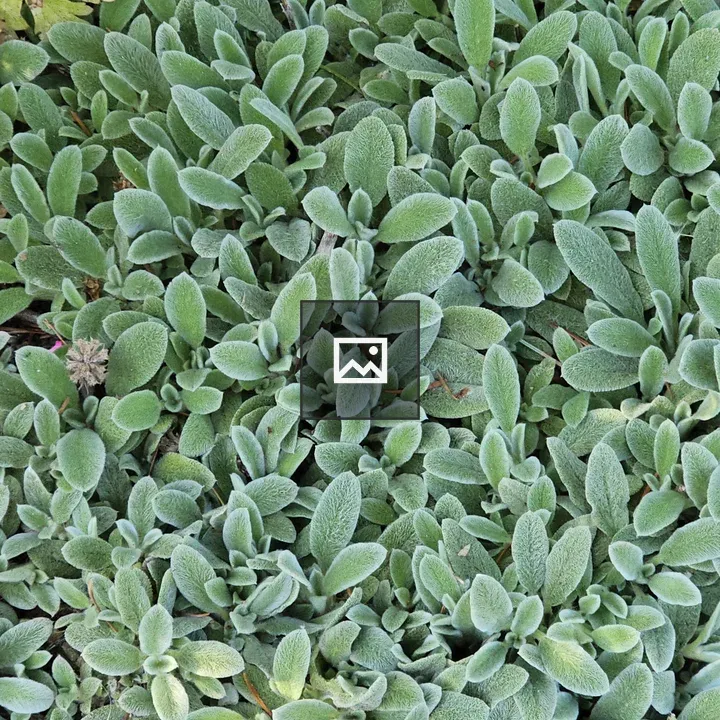 Top view of lamb’s ear patch