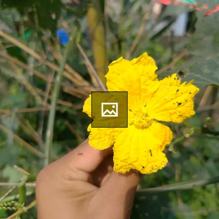 Bright yellow flower in hand