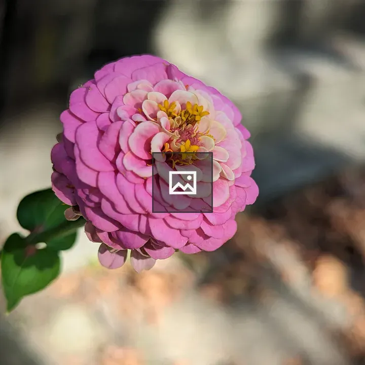 Pink zinnia in bloom