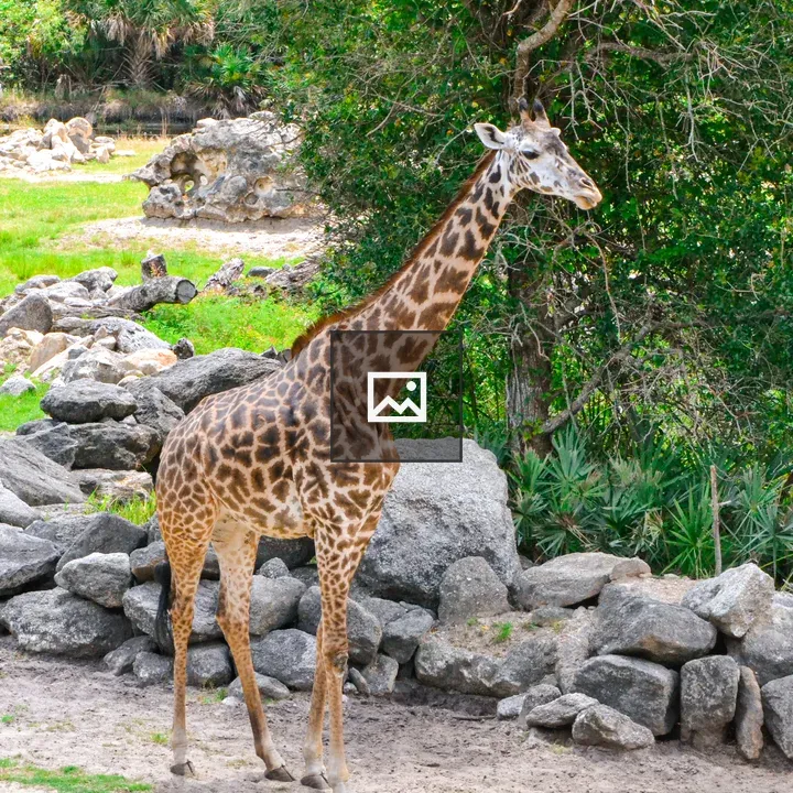Giraffe in the Zoo