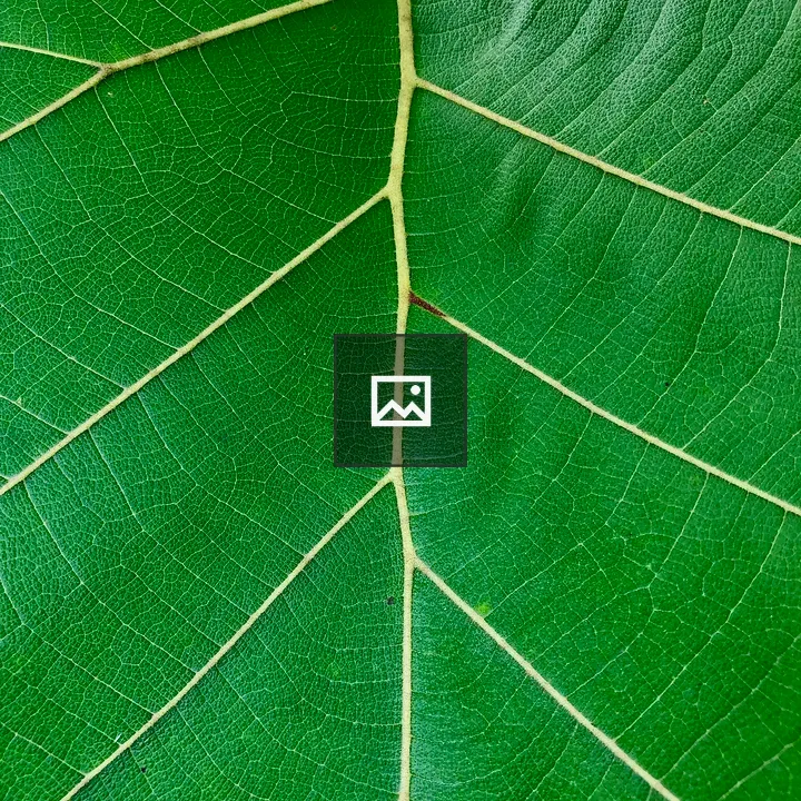 Pattern of Tectona grandis leaf