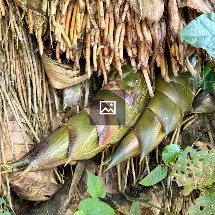 Fresh bamboo shoots in clump