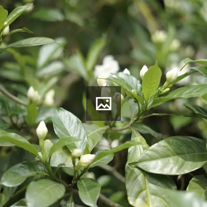 Jasmine buds on leafy shrub