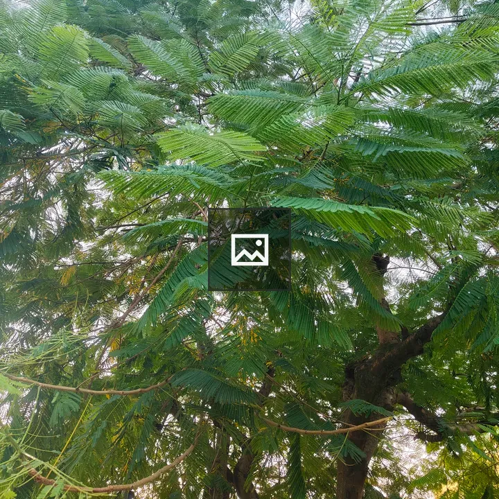 Lush green tree with broad leaves