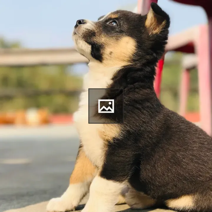 Puppy Looking Up