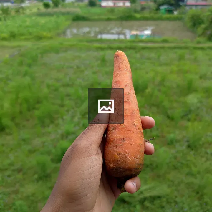 Closeup Hand Holding Carrot