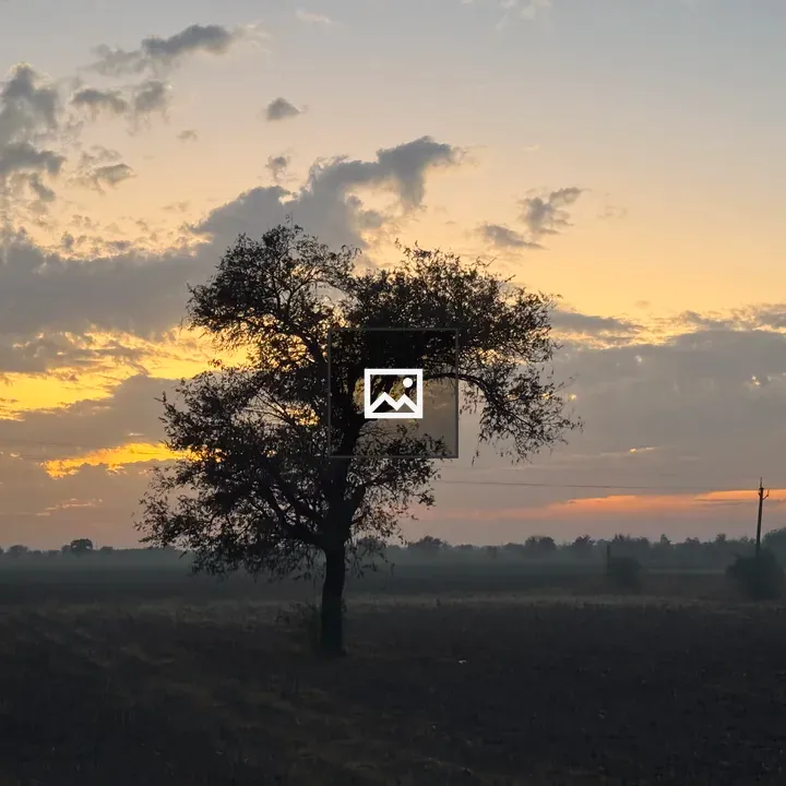Night fall silhouette of trees