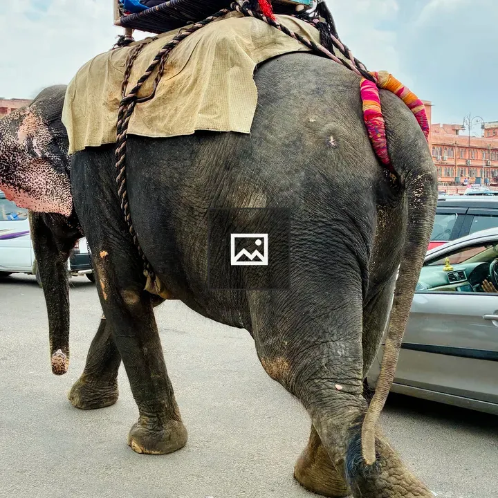 Elephant with Rider on Jaipur Road