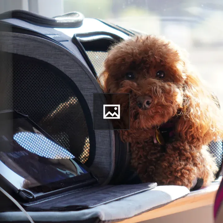 Dog in a gray carrier on train seat