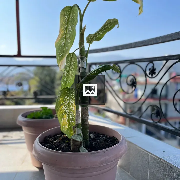 Potted plant with speckled leaves