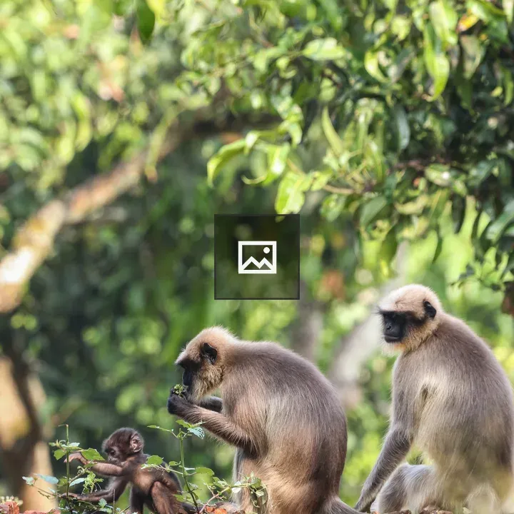Langur family among foliage