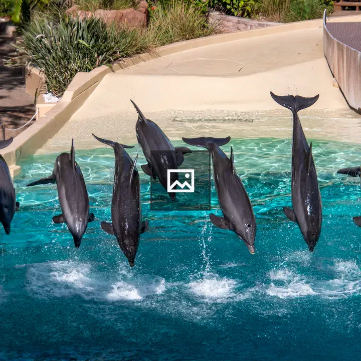 Dolphins Jumping at a Theme Park