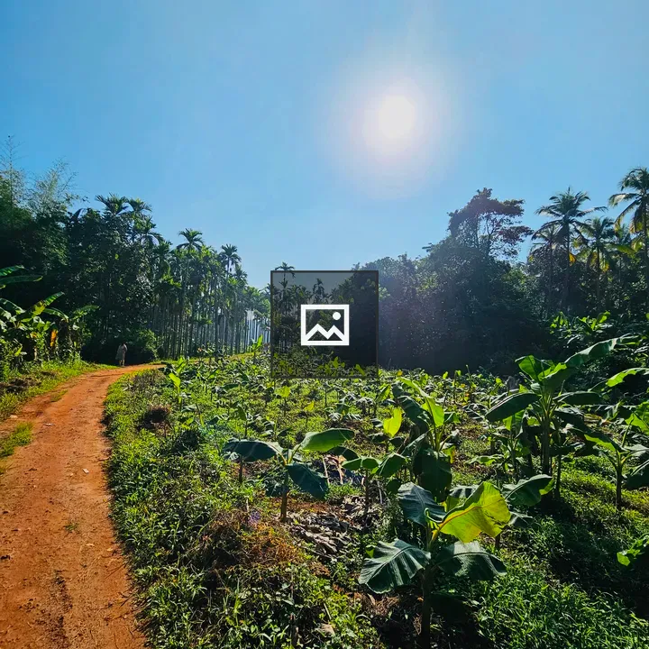 Sunrise over banana fields in Kerala