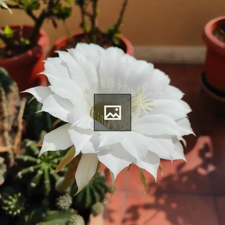 White cactus flower bloom