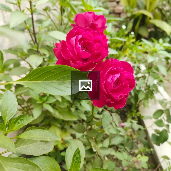 Red roses in landscape