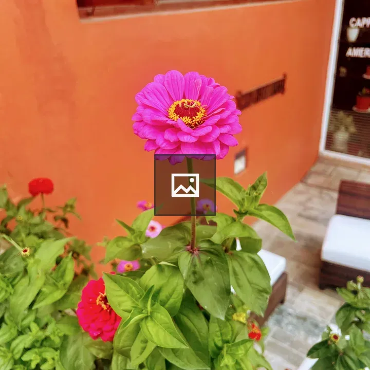 Pink zinnia flower in garden