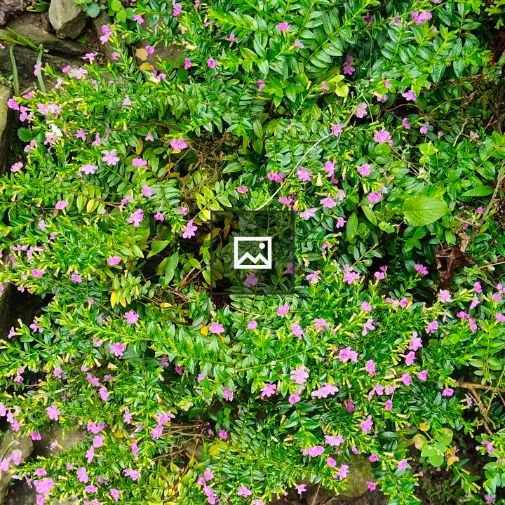 Pink-flowered shrub among stones