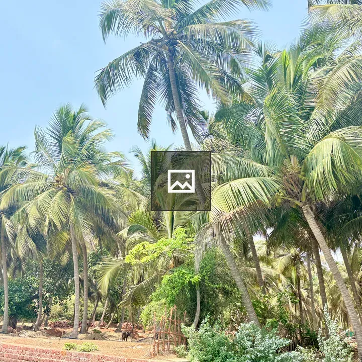 Coconut Trees and Pathway