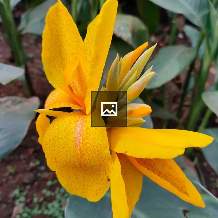 Yellow Chafa Flower