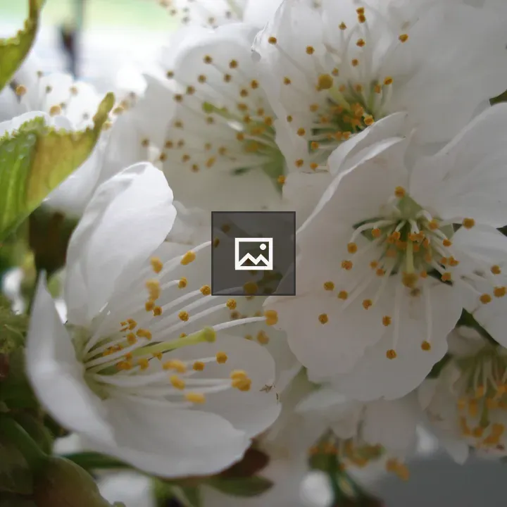 Cherry blossoms close up