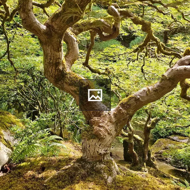 Gnarled Japanese maple in Portland Garden