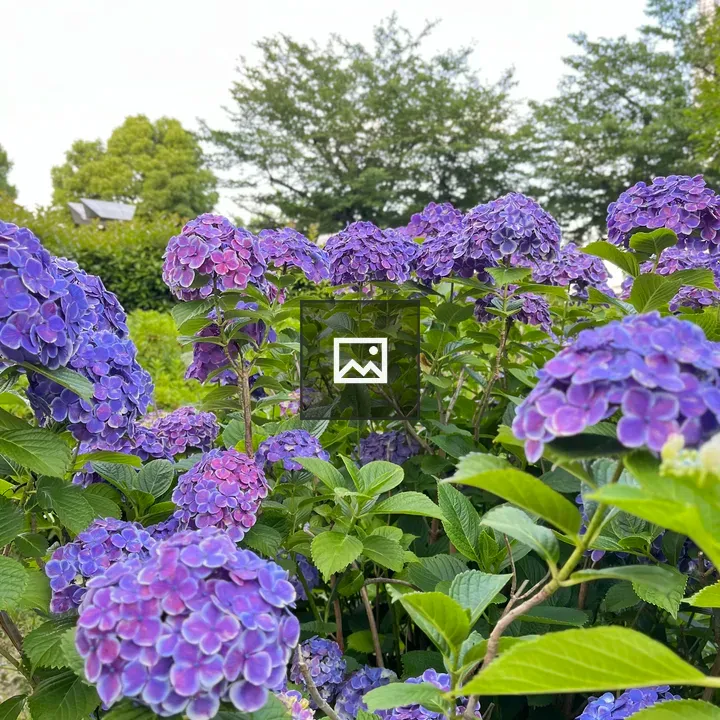 Hydrangea Flowers