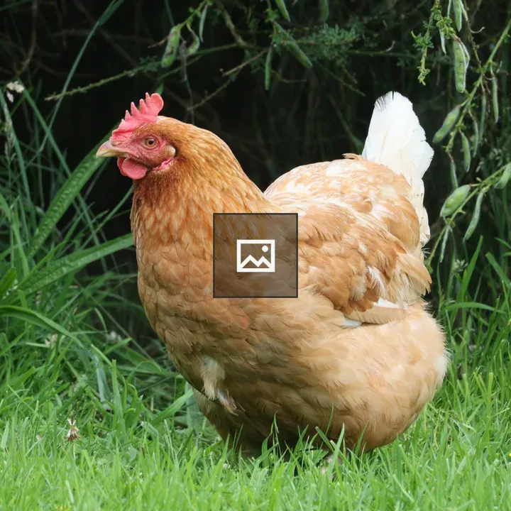 Chicken on the Grass