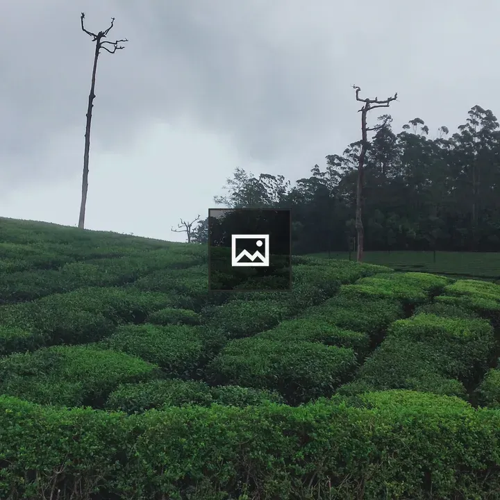 Valparai tea fields outskirts
