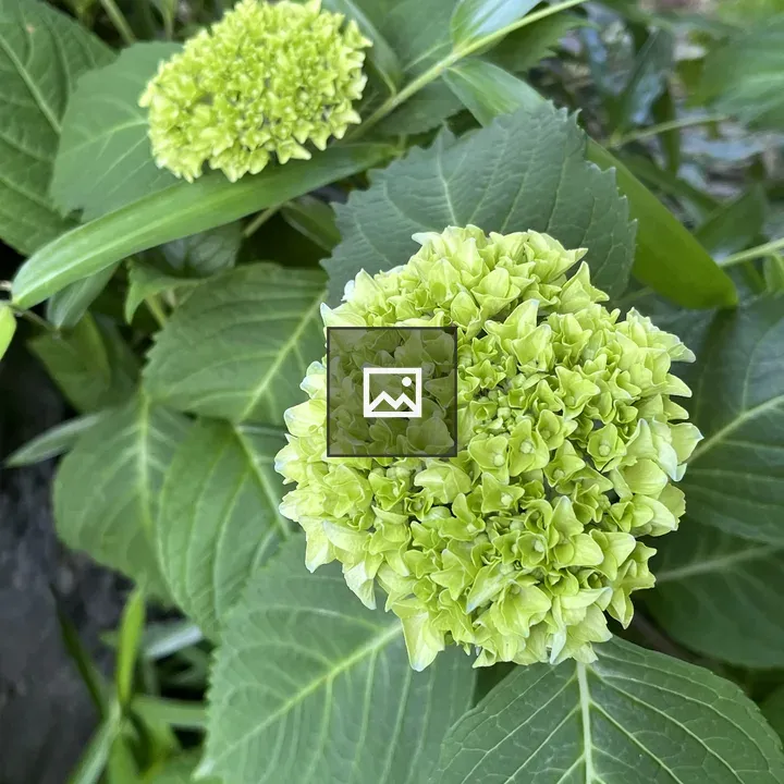 Close-up of Green Hydrangea Clusters