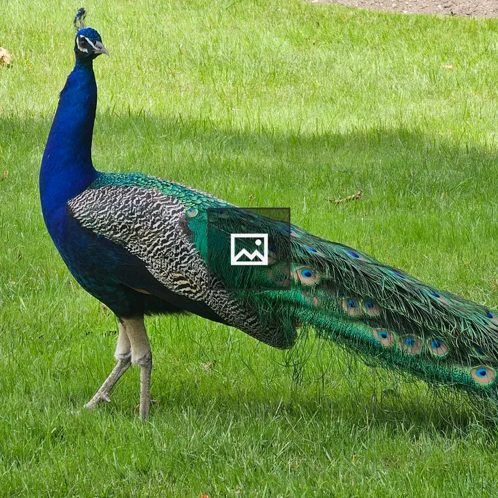 Peacock on grassy field