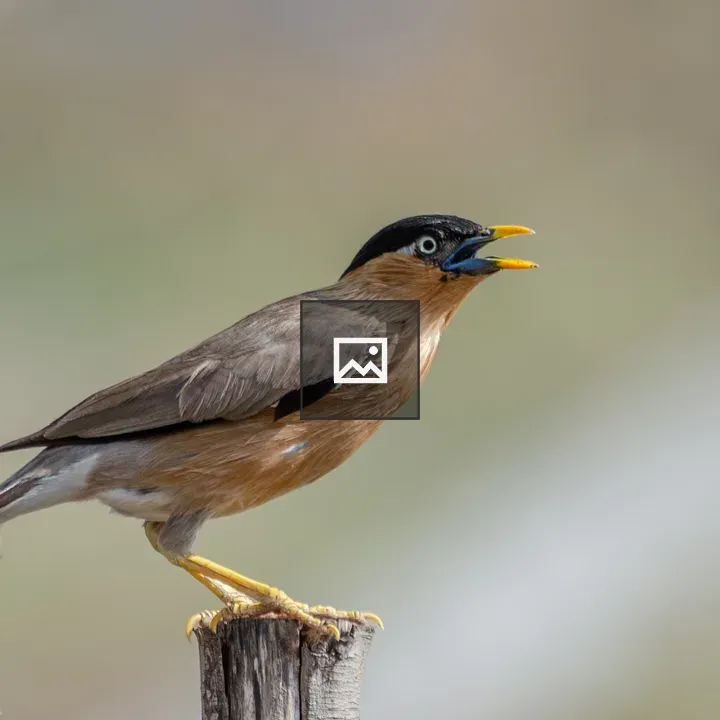 Brahminy Starling on Wooden Post