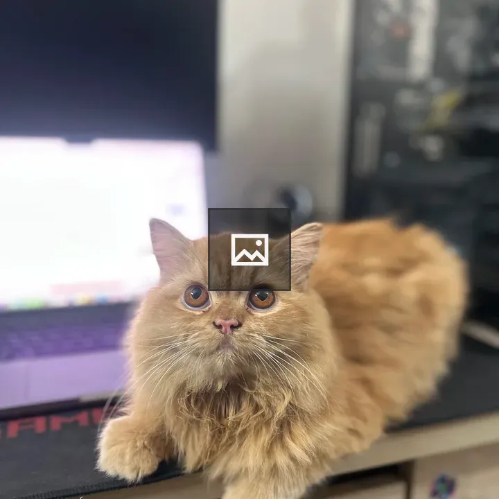 Orange cat on desk looking up