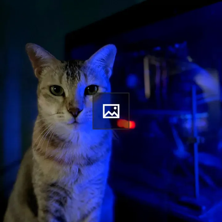 Cat in front of computer